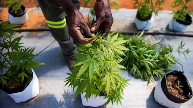 Zimbabwean farmers hope for whiff of cannabis boom - SABC News - Breaking news, special reports, world, business, sport coverage of all South African current events. Africa's news leader.