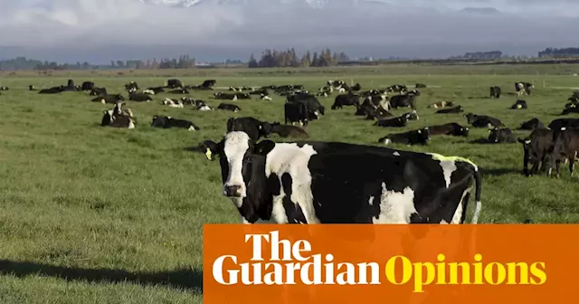 New Zealand’s dairy industry should stop using Māori culture to pretend it’s sustainable | Philip McKibbin