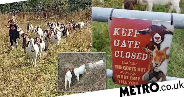 Family run gardening business where people can hire goats as lawn mowers