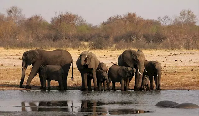 Business Maverick: Elephant trade curbs spur Africa to seek a common stance