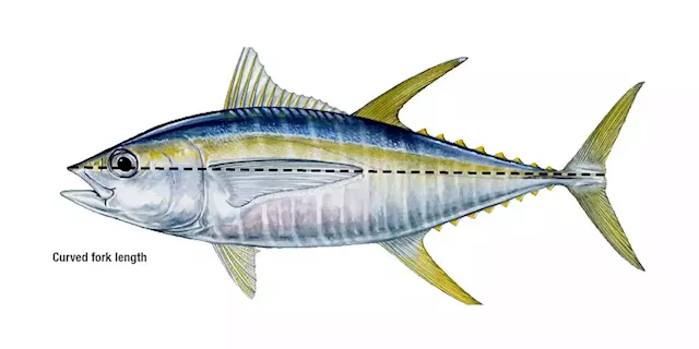 Protecting Atlantic Tuna Stocks