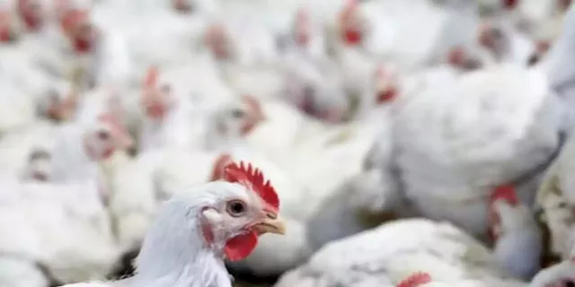 Small scale poultry farmers in Limpopo hit by rising costs - SABC News - Breaking news, special reports, world, business, sport coverage of all South African current events. Africa's news leader.