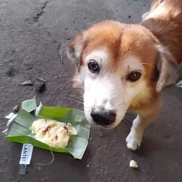 College student uses allowance and earnings to feed stray animals in Cebu