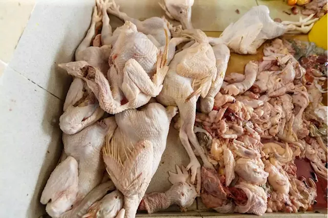 Agriculture Ministry: Most poultry farms ready to supply chickens to the market