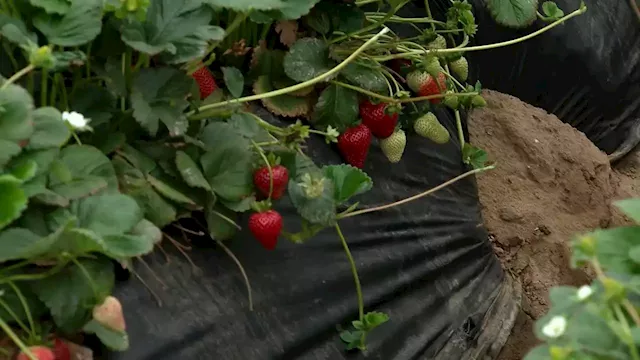 The strawberries at the Carlsbad Strawberry Company are ripe and ready for you to pick! -