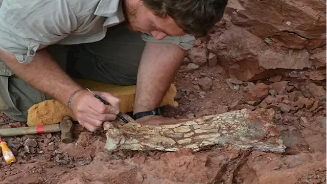 Ancient massive 'Dragon of Death' flying reptile dug up in Argentina - SABC News - Breaking news, special reports, world, business, sport coverage of all South African current events. Africa's news leader.