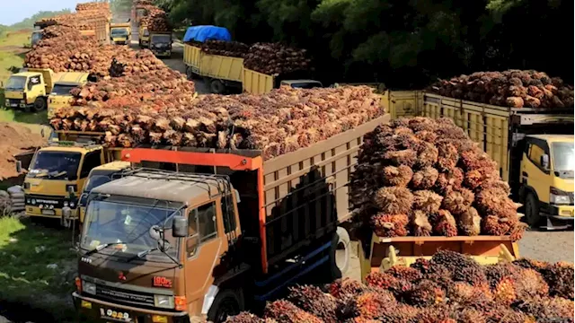 Indonesia to audit palm oil companies, ask for onshore HQ -official