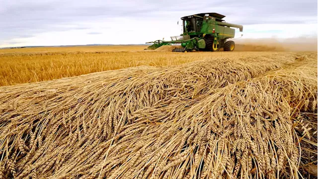 India has no immediate plan to lift wheat export ban: Commerce Minister - SABC News - Breaking news, special reports, world, business, sport coverage of all South African current events. Africa's news leader.