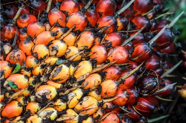 Indonesia to audit palm oil companies, ask for onshore HQ