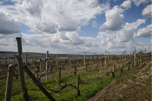 Moldova wine industry’s EU focus pays off