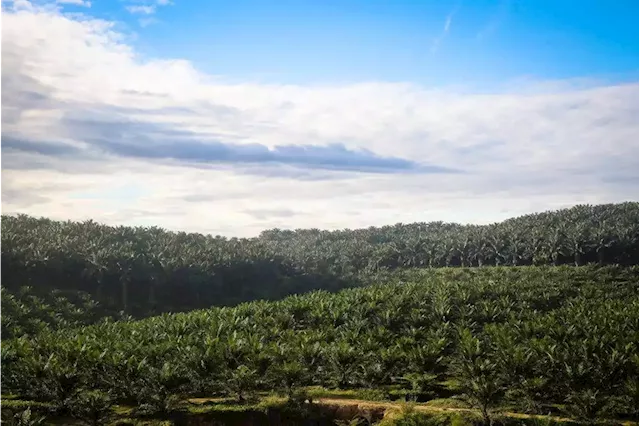 What’s next for Malaysia’s plantation industry?