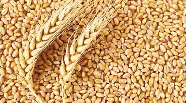 EXPLAINER: How Russia/Ukraine war is affecting Nigeria’s wheat market