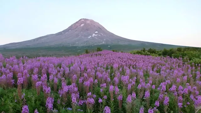 Geothermal company looks to Augustine Volcano as a source of renewable energy