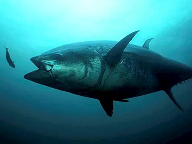 Protecting Atlantic Tuna Stocks