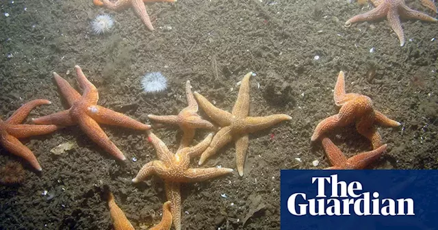 Fishing industry still ‘bulldozing’ seabed in 90% of UK marine protected areas