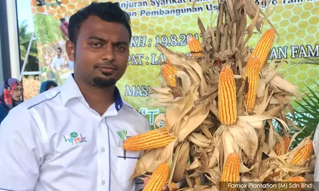 Farmer urges more local investment in ‘lucrative’ grain corn