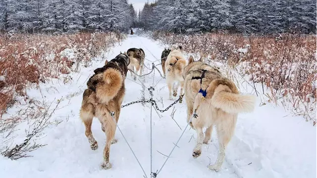 Former dog sled owner quits after learning about alleged gassing of dogs by business partners