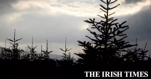 Christmas tree planting company ‘smacked’ by Covid-19, director tells court