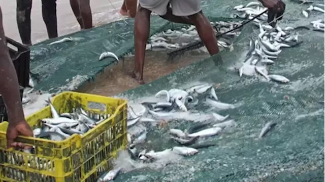 KwaZulu-Natal expected to experience bountiful sardine run - SABC News - Breaking news, special reports, world, business, sport coverage of all South African current events. Africa's news leader.