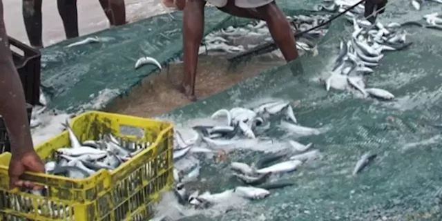 KwaZulu-Natal expected to experience bountiful sardine run - SABC News - Breaking news, special reports, world, business, sport coverage of all South African current events. Africa's news leader.