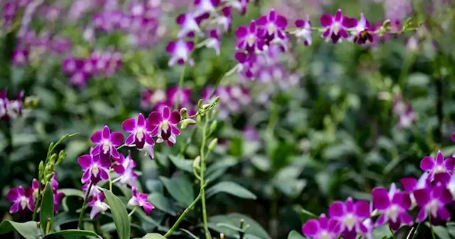 Blooming shame: Pandemic, Ukraine war hurts Thai orchid industry | Malay Mail