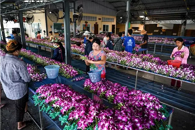 Blooming shame: Covid-19 pandemic, Ukraine war hurts Thai orchid industry