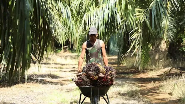 Malaysia end-May palm oil stocks down 7.4% to 1.52 million T - MPOB