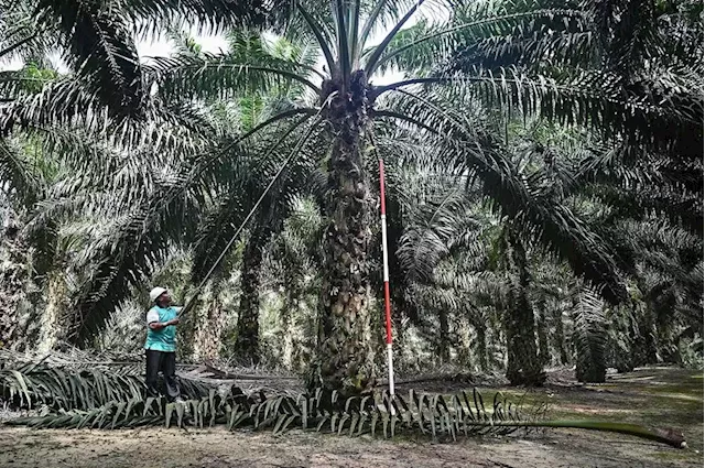 Malaysian Palm Oil Board: CPO stocks decline 7.03pc in May 2022