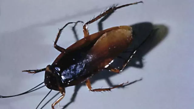 Company offering $2,000 to unleash 100 cockroaches in your home: Here's why