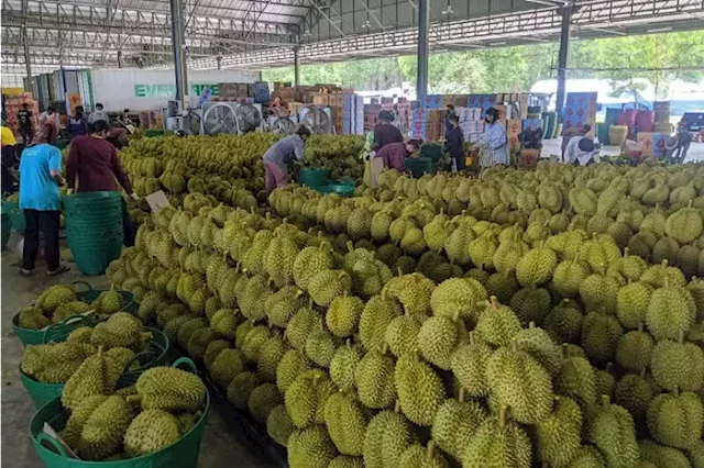 Thai durian operators in a prickly spot as the authorities urge industry to grow