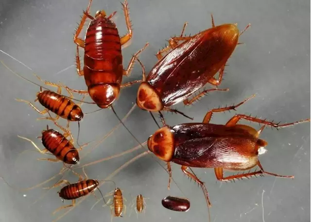 This US company will pay you R34k to house 100 roaches for 30 days