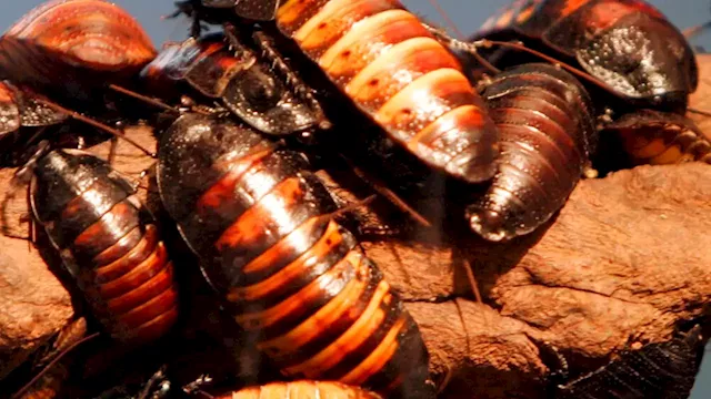 Pest company will pay you $2,000 if you let it release 100 cockroaches into your home