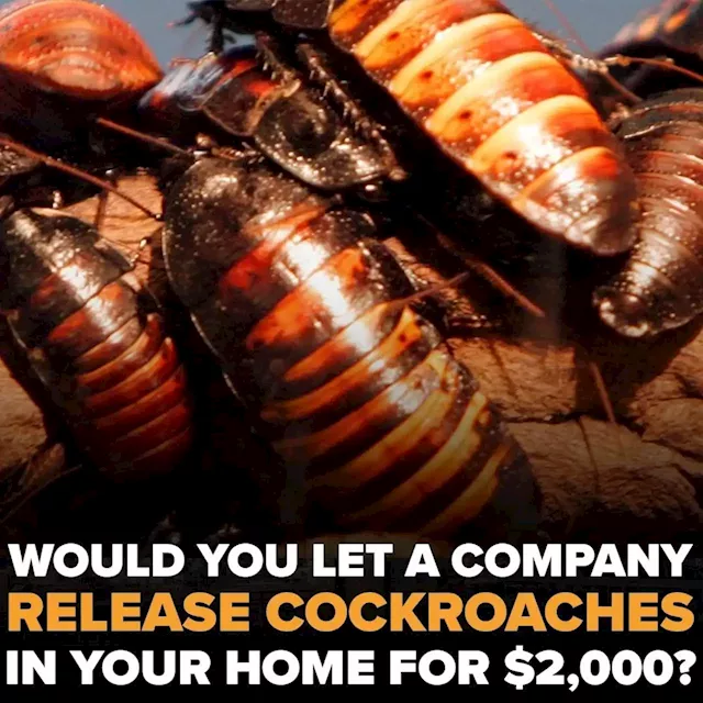 Pest company will pay you $2,000 if you let it release 100 cockroaches into your home