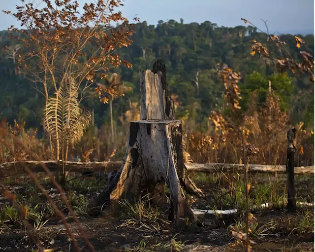 Banks flow billions to companies involved in rainforest destruction