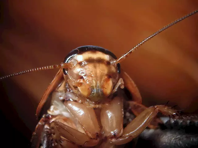 Pest Control Company Offering $2,000 to Release 100 Cockroaches in Your Home