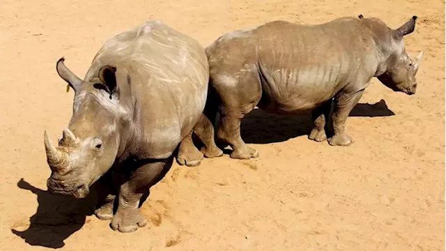 Namibia rhino poaching surges in June, ministry says - SABC News - Breaking news, special reports, world, business, sport coverage of all South African current events. Africa's news leader.