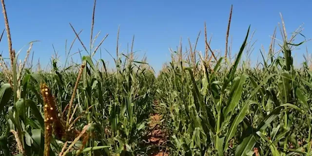 Young emerging farmer encourages other struggling youth to venture into agriculture - SABC News - Breaking news, special reports, world, business, sport coverage of all South African current events. Africa's news leader.