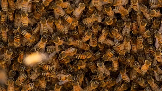 Natural disasters impacting honeybee industry across Australia