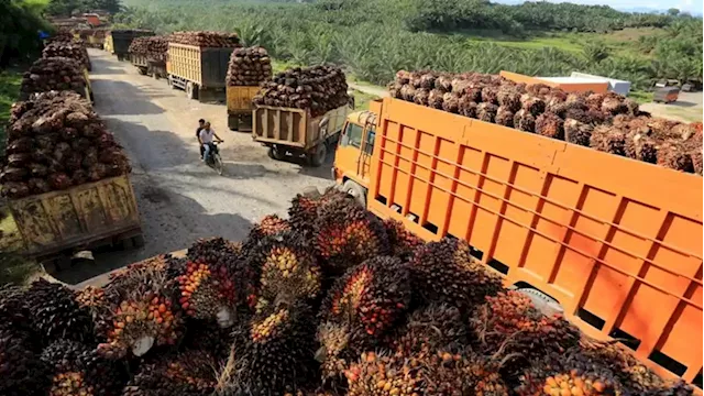 Indonesia has issued 160 palm oil export permits for 18 companies - official