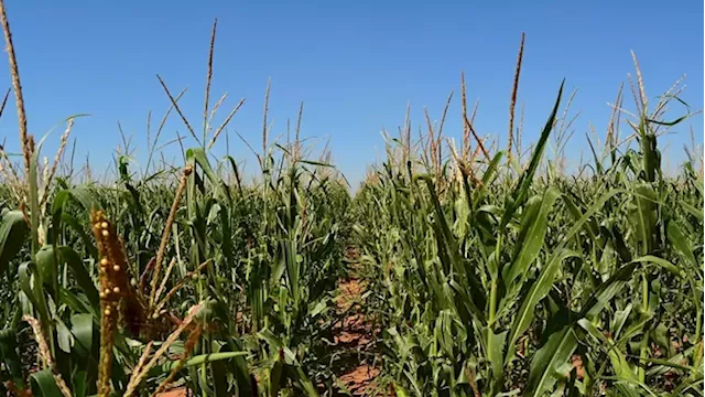 UN warns of potential global food crisis due to Russia-Ukraine conflict - SABC News - Breaking news, special reports, world, business, sport coverage of all South African current events. Africa's news leader.