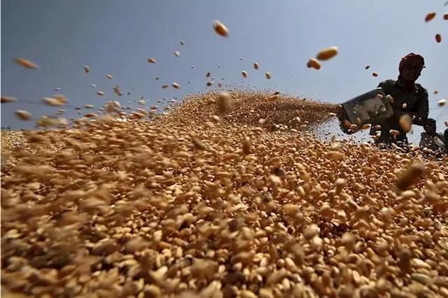 India allows small amount of wheat to move out after ban, big stocks still stuck