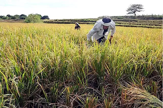 P20 rice seen possible late in Marcos term; to require massive investment - BusinessWorld Online