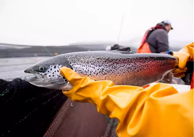 B.C. salmon farming industry welcomes consultation after years of ‘ad hoc’ talks