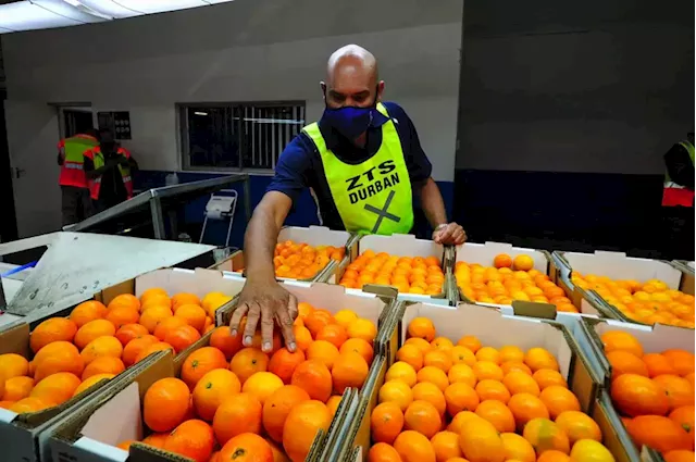 A ‘perfect storm’ threatens Southern African citrus industry