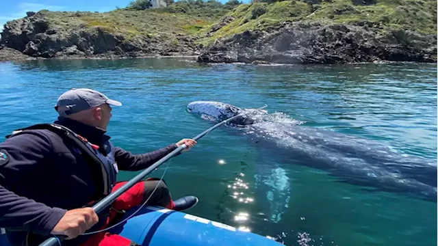 Durban's annual whale festival kicks off this weekend - SABC News - Breaking news, special reports, world, business, sport coverage of all South African current events. Africa's news leader.