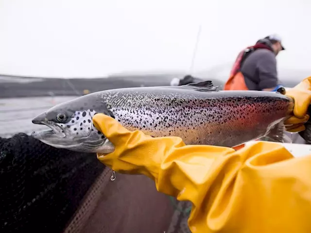 B.C. salmon farming industry welcomes consultation after years of 'ad hoc' talks