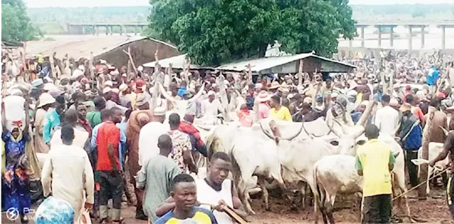 Inside Tella market where over 3,000 cattle sold every market day