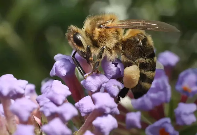 Business Maverick: Australia locks down its bees after detecting hive-killing mite