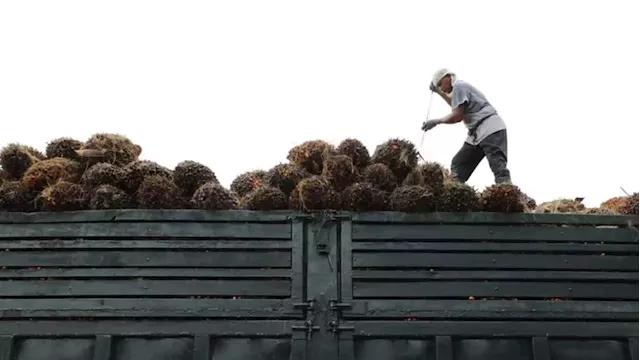 Malaysia end-May palm oil stocks seen down as exports hit 5-month high