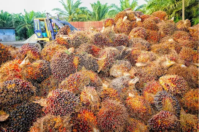 Malaysia's end-May palm oil stocks seen down as exports hit 5-month high